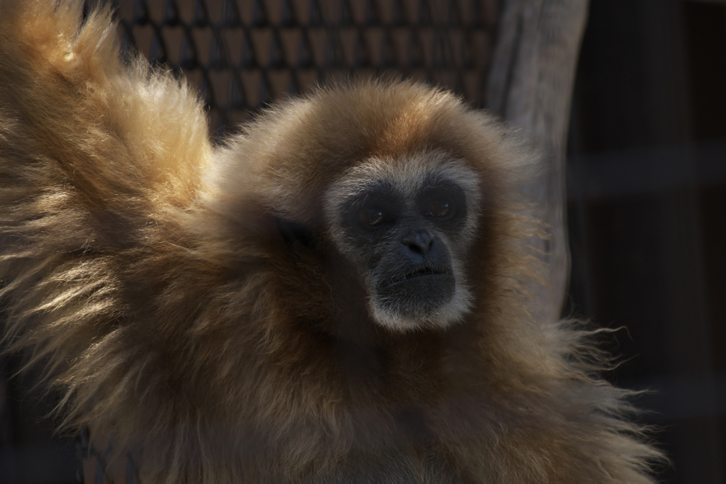 シロテナガザル・１４