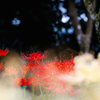 彼岸花＿６