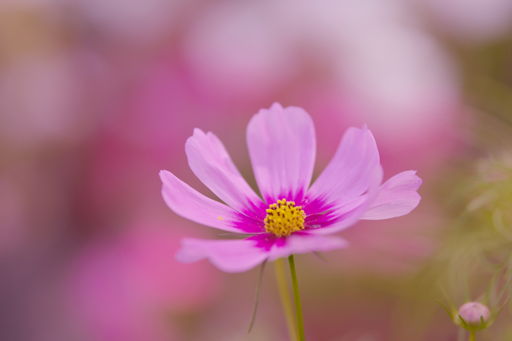 秋　桜・１＿１５