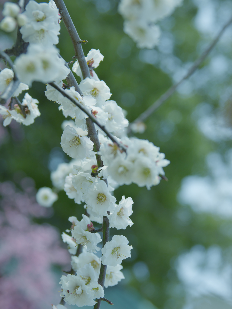 梅花３０＿１８