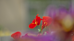 パンジー・１５