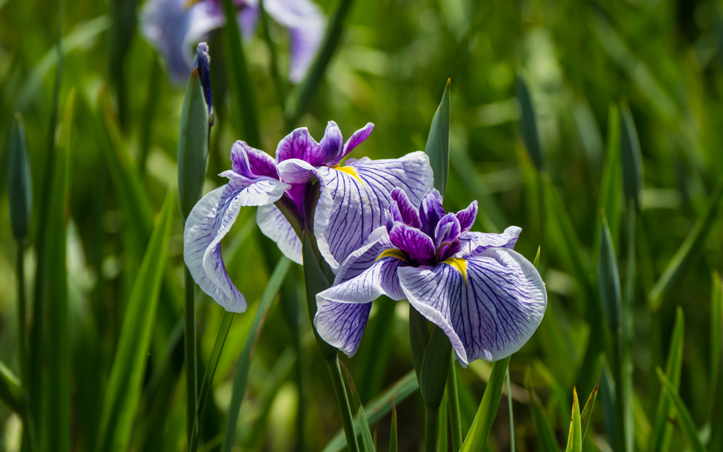 花菖蒲・１＿４
