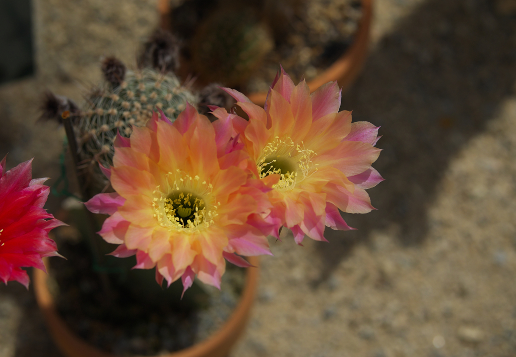 サボテンの花・１＿４