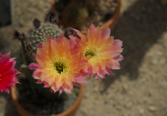 サボテンの花・１＿４