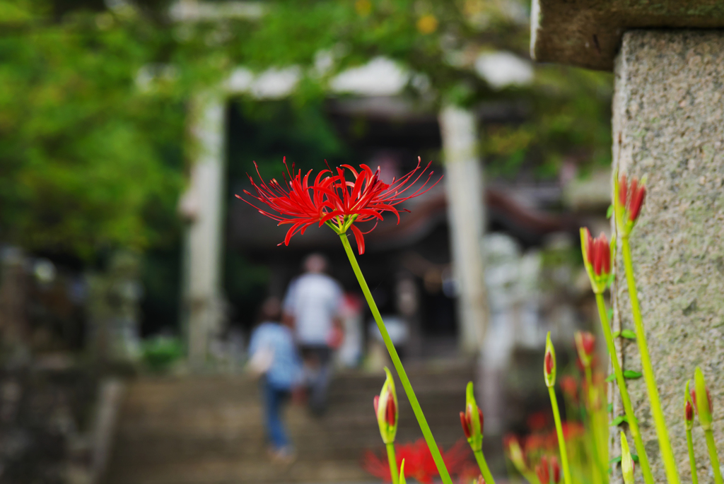彼岸花・２
