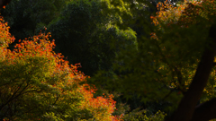 紅葉探索・２４