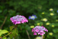 アジサイ・３７