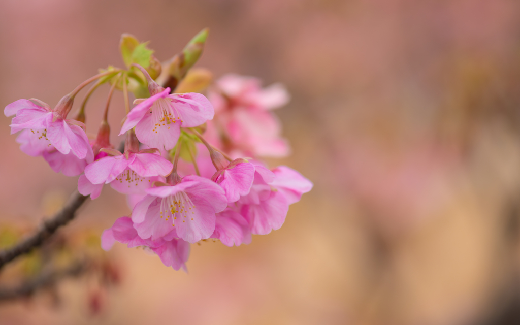 河津桜＿１９