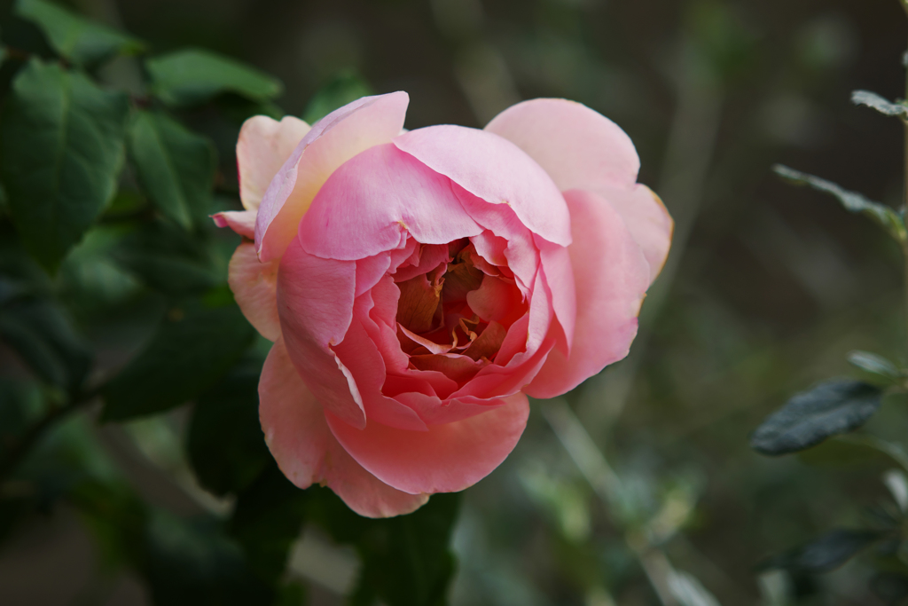 シャリファ　アスマ