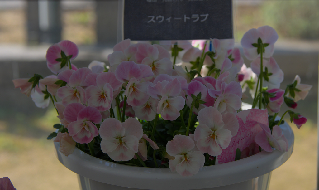スウィートラブ