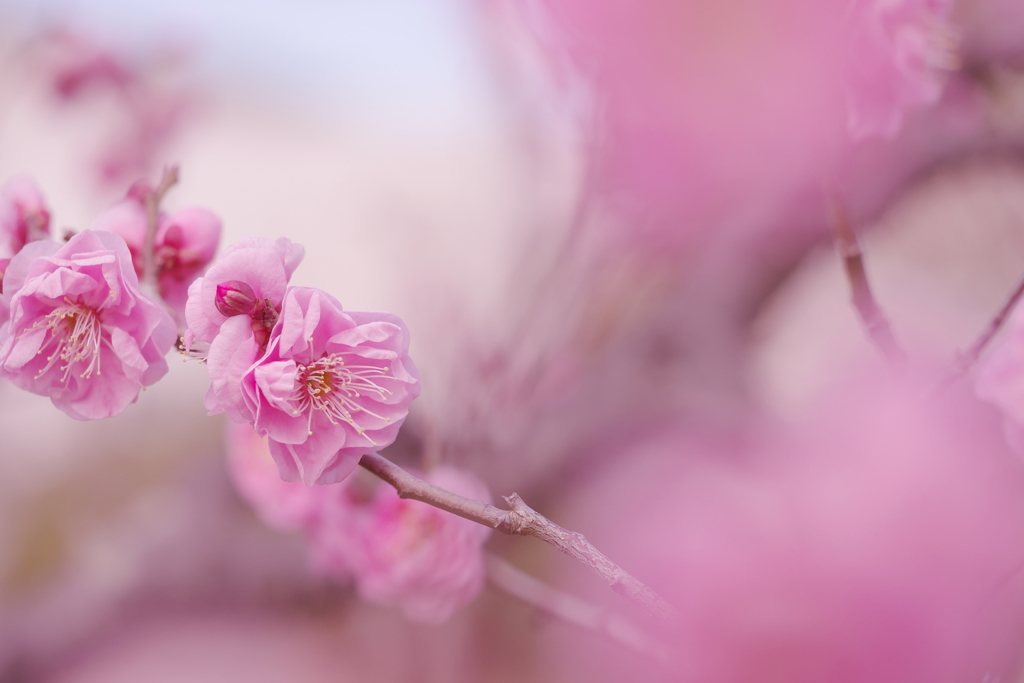 梅　花＿１７