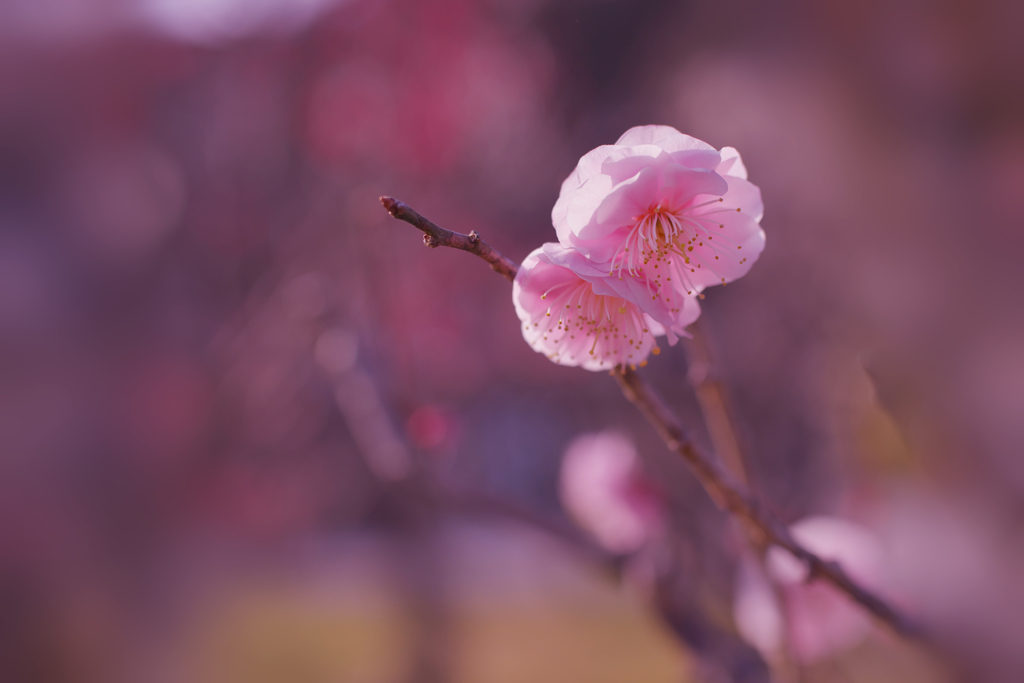 紅梅・２０