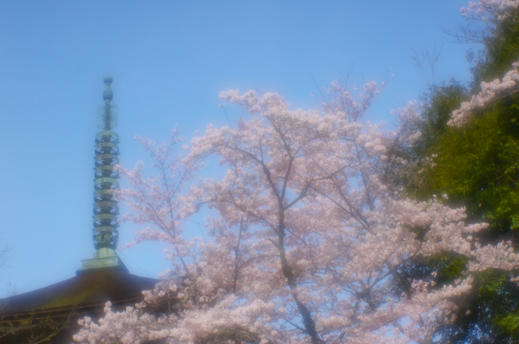 春はサクラ色・２