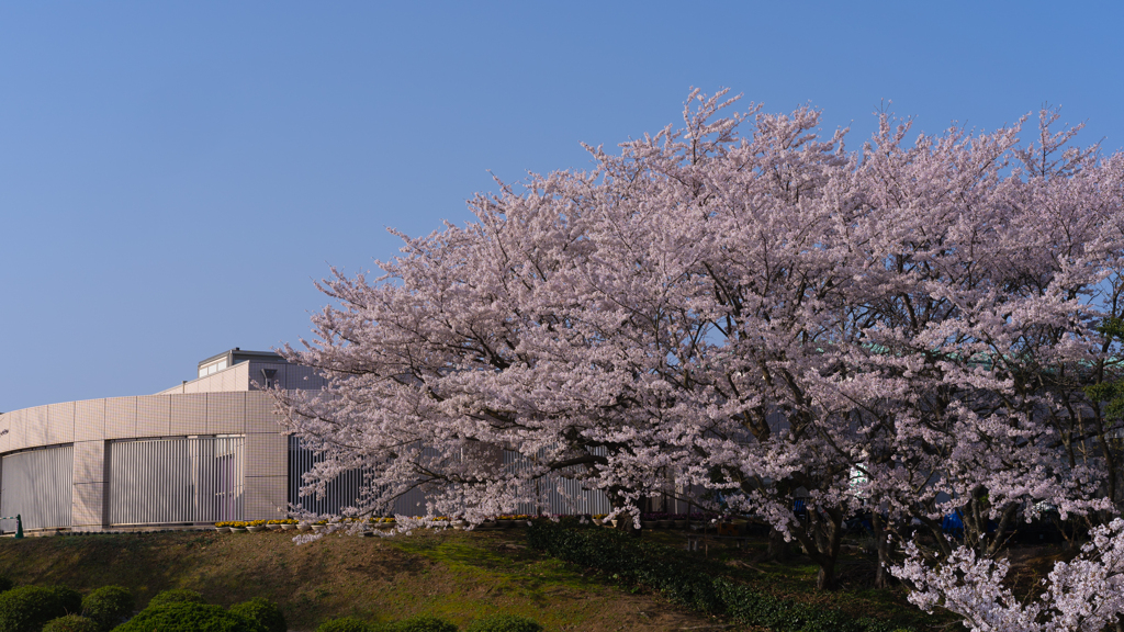 ときわ公園の桜＿２７