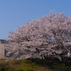 ときわ公園の桜＿２７