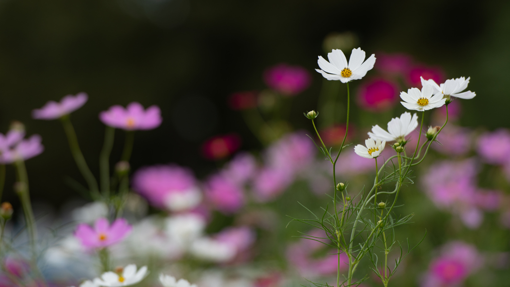 コスモス＿１１