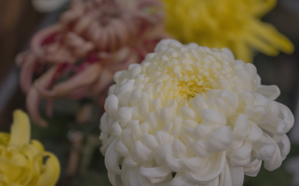 菊　花・５