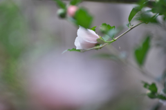 芙蓉・２
