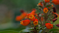 グロキシニア  シルヴァティカ１