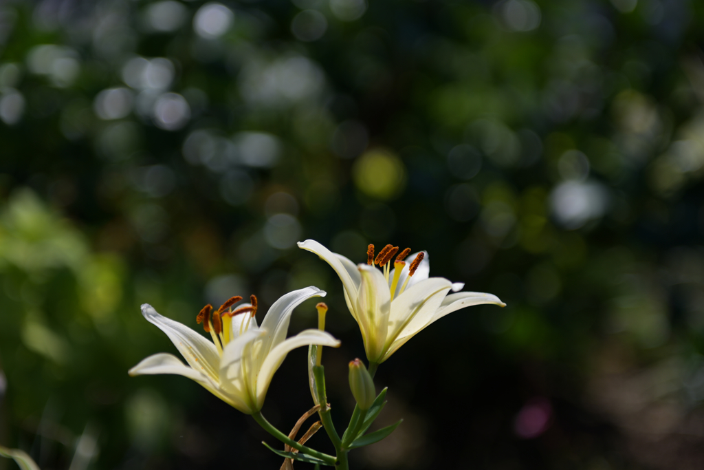 山口ゆめ花博＿４