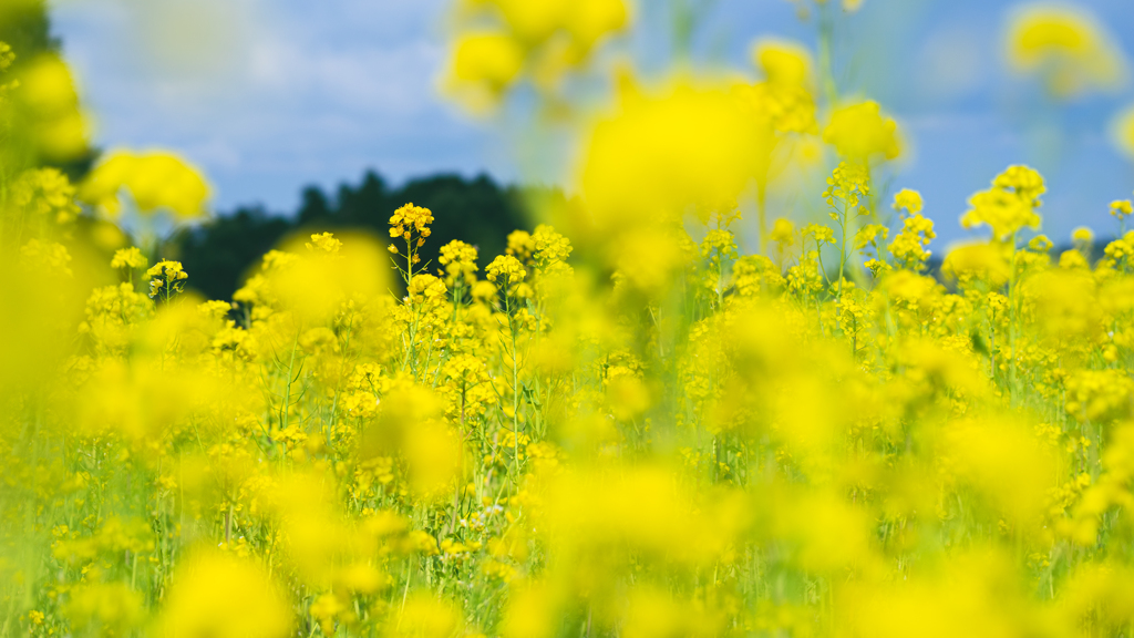 菜の花＿２