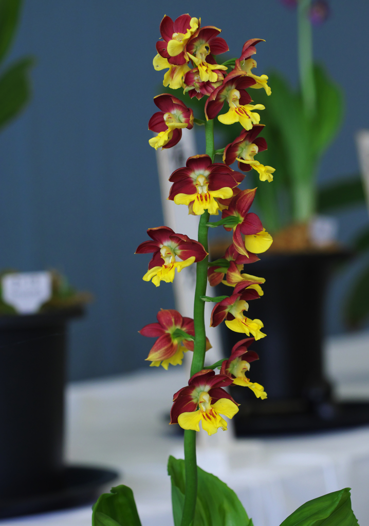 エビネラン・２＿４