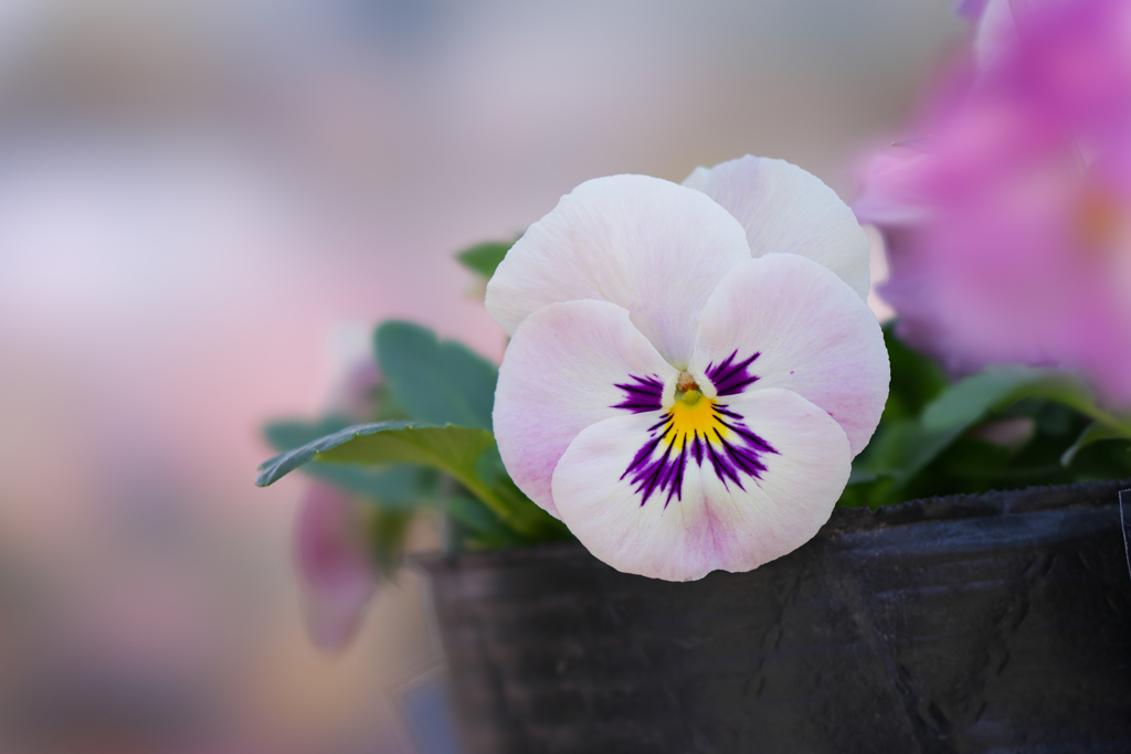 パンジー・３１