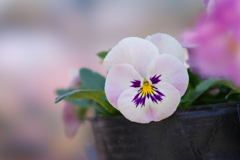 パンジー・３１