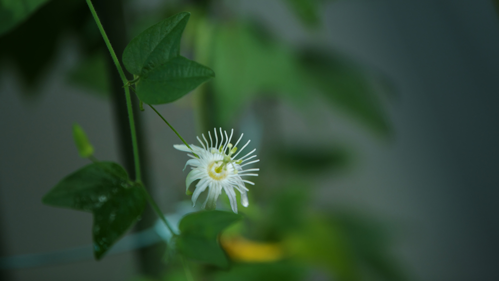 Passiflora capsularis