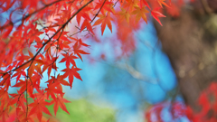 紅葉探索・４７