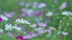 秋桜・１０