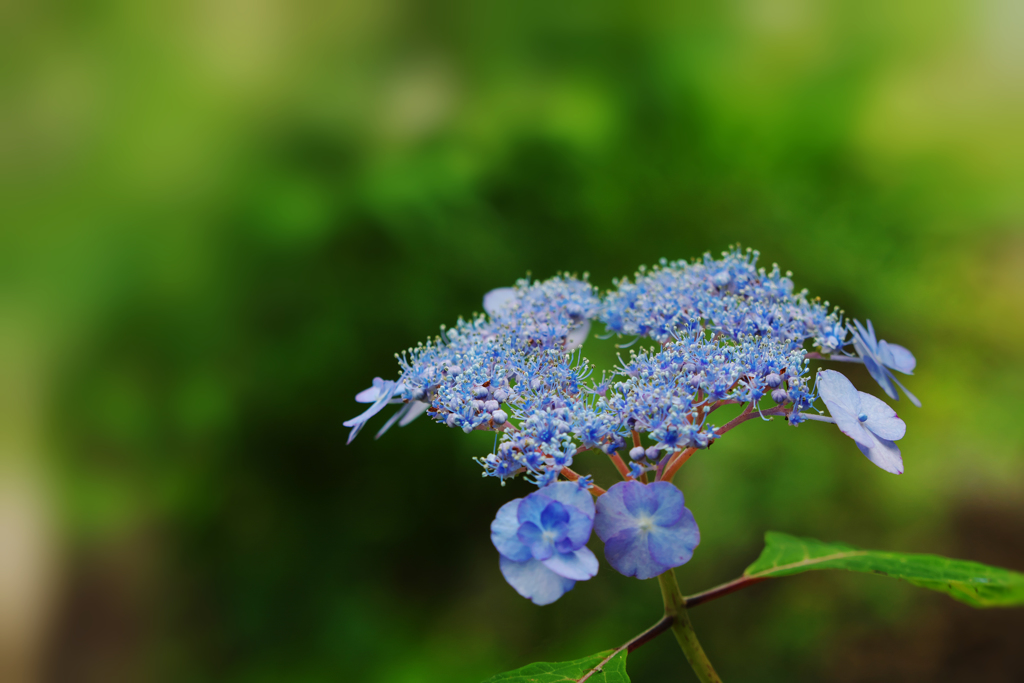 紫陽花３０＿４２