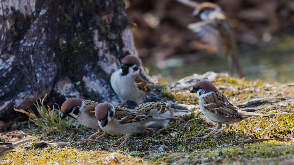 公園の野鳥たち＿１０