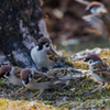 公園の野鳥たち＿１０