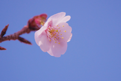 薄寒桜＿５