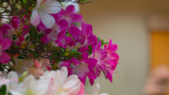 さつき・花柄５