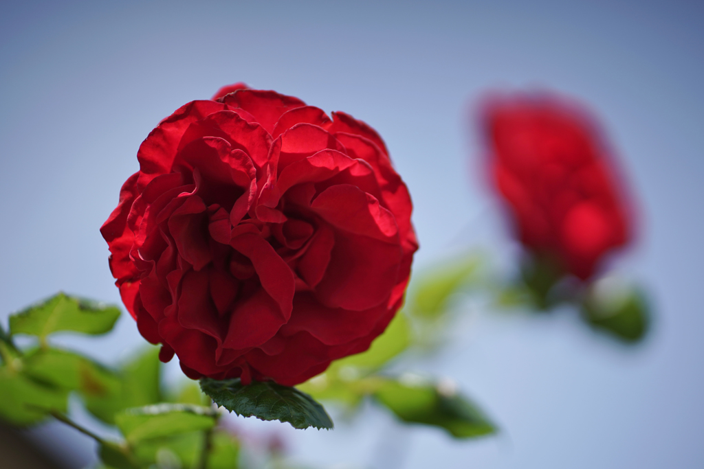 春バラ・３０＿１８