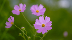 秋桜・２＿２
