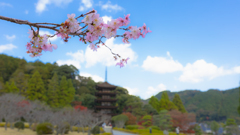 香山園 秋の彩り’２２＿６