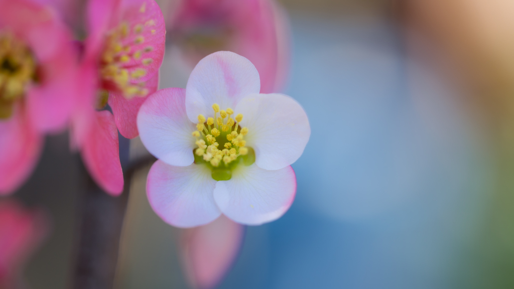 木瓜の花・１３