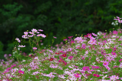 秋桜・１３