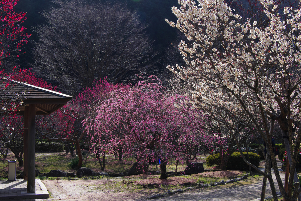 萩往還梅林園＿９