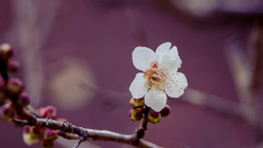 梅花・９
