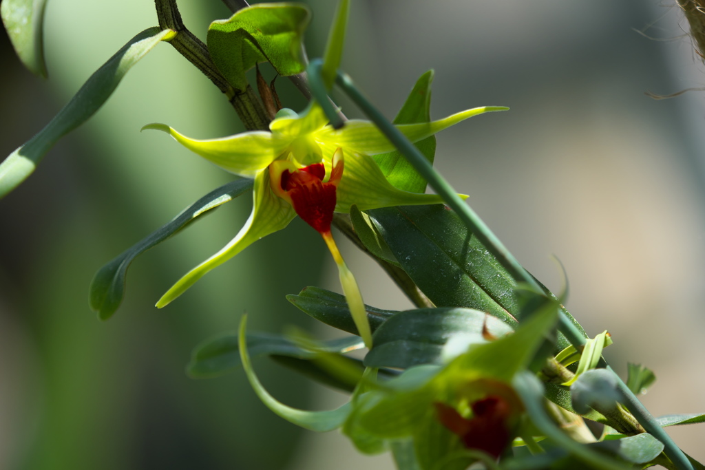 デンドロビウム　トバエンセ