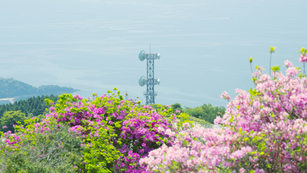 大平山 山頂公園のツツジ＿１９・１６