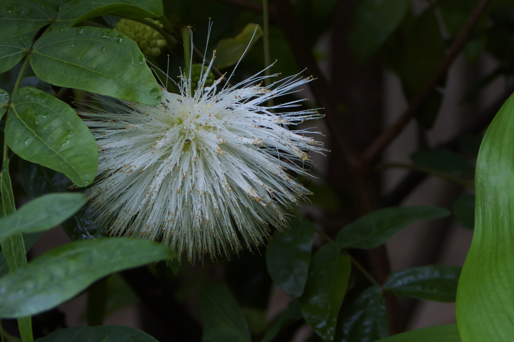 ヒネム（緋合歓）