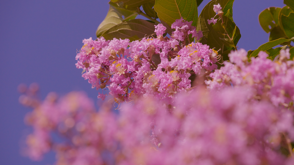 盛夏の花・１２