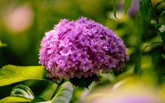梅雨の花・７