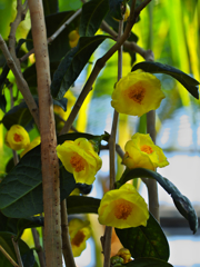 金茶花５