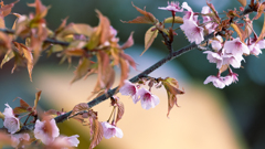 薄　寒　桜・３